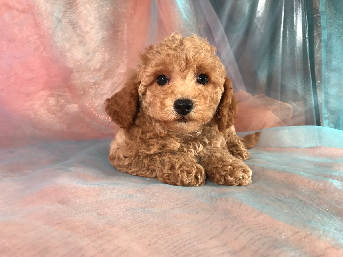 Bichon Poodle Puppies for Sale, Iowa Breeders